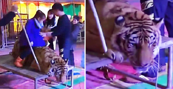 Circus Tiger Brutally Tied Down And Abused By Heartless Staff. - World Of Buzz 5