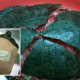 Cruel Man Trampled And Cracked Tortoise Shell. - World Of Buzz 5