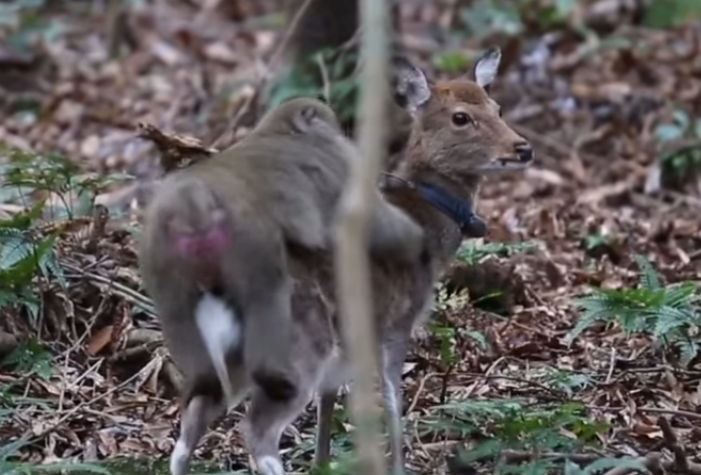 Horny Japanese Monkey Caught Mounting On A Deer To Make Love - World Of Buzz 1
