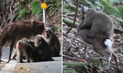 Horny Japanese Monkey Caught Mounting On A Deer To Make Love - World Of Buzz 3
