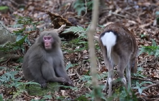 Horny Japanese Monkey Caught Mounting On A Deer To Make Love - World Of Buzz