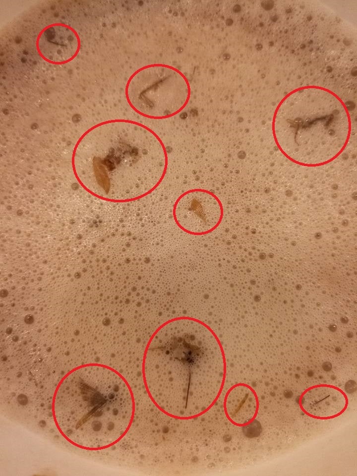 Malaysian Lady Found Several Baby Cockroaches In Her Hot Milo From Mcdonald's - World Of Buzz 2