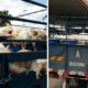 Malaysian Lorry Carrying Dead Chickens, Allegedly Sold For Rm 2 Per Bird - World Of Buzz