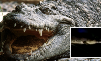 Malaysian University Students Finds A Whopping 7-Foot Crocodile On Campus - World Of Buzz