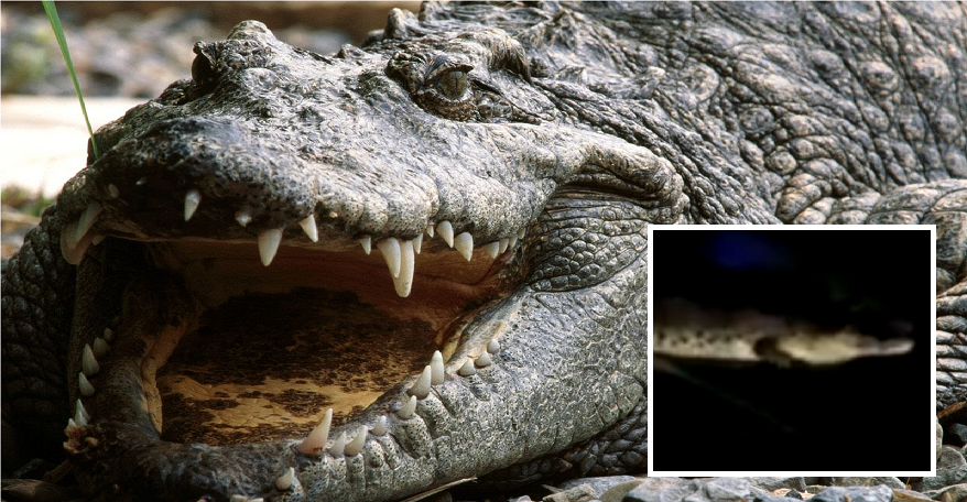Malaysian University Students Finds A Whopping 7-Foot Crocodile On Campus - World Of Buzz