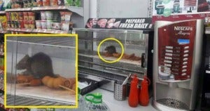 Malaysians Infuriated With 7-Eleven After Pictures of Rats Sitting In Food Warmer Went Viral - World Of Buzz
