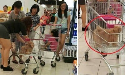 Netizens Are Outraged At Inconsiderate Family Who Placed Dog In Supermarket Trolley - World Of Buzz