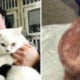 Pet Shop Declines A Refund, Cold-Blooded Owner Skinned Cat And Left It Outside Pet Shop - World Of Buzz 6