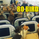 Saudi Prince Bought 80 Plane Seats For His Falcon Army! - World Of Buzz 5