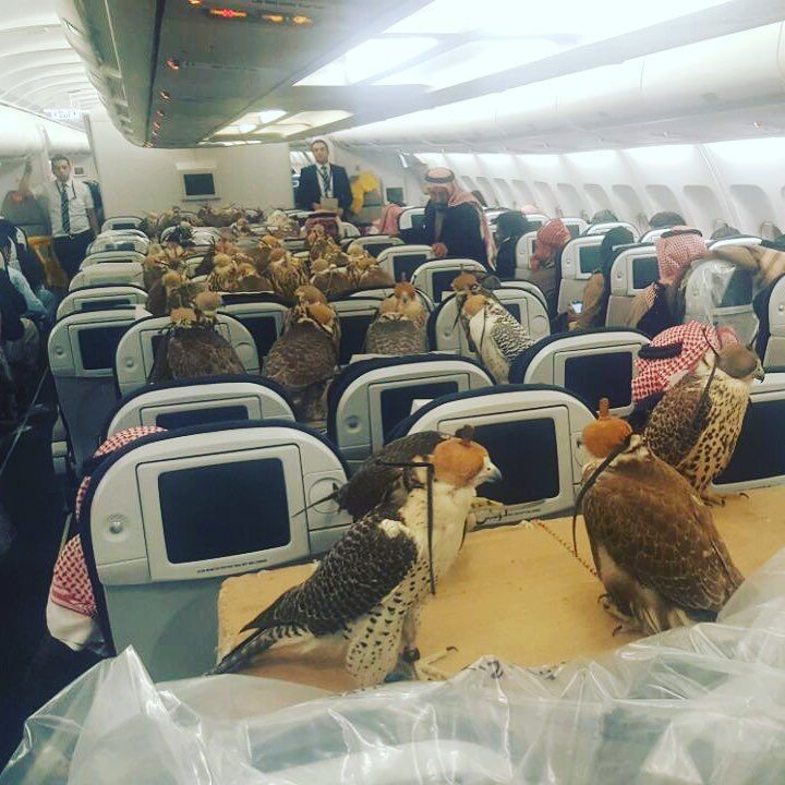 Saudi Prince Bought 80 Plane Seats For His Falcon Army! - World Of Buzz