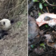 Chinese Villagers Were Shocked To Witness A Panda Savagely Devouring A Goat - World Of Buzz