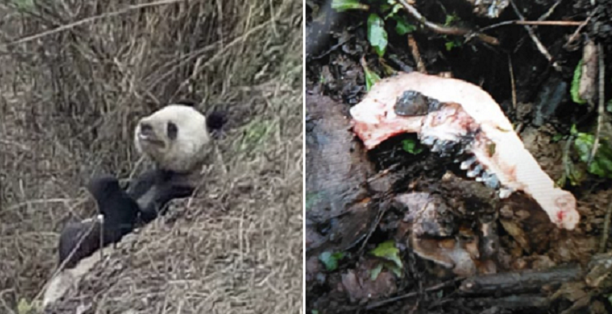 Chinese Villagers Were Shocked To Witness A Panda Savagely Devouring A Goat - World Of Buzz