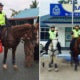 Police Mounted U - World Of Buzz