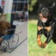 Man Climbing Over Wall Fell On The Groun After Rottweiler Charges Towards Him - World Of Buzz