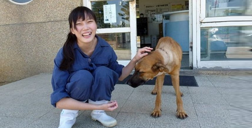 Taiwan Passes Law Banning Animal Abandonment After Vet Euthanized Herself - World Of Buzz 5