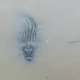 Video Of Crocodile Swimming At Klang River Goes Viral On Social Media - World Of Buzz 2