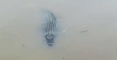 Video Of Crocodile Swimming At Klang River Goes Viral On Social Media - World Of Buzz 2