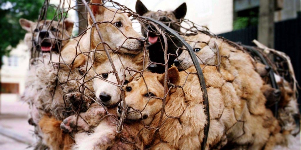 1000 yulin dogs in cages