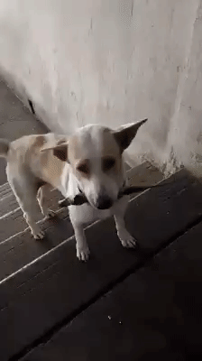 Adorable Dog From Thailand Cleverly Gives Woman Offerings In Exchange For Food - World Of Buzz 2