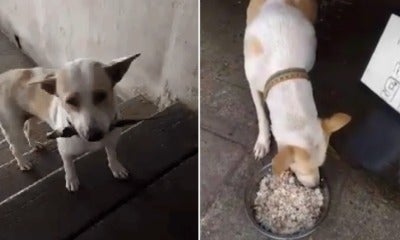 Adorable Dog From Thailand Cleverly Gives Woman Offerings In Exchange For Food - World Of Buzz 4