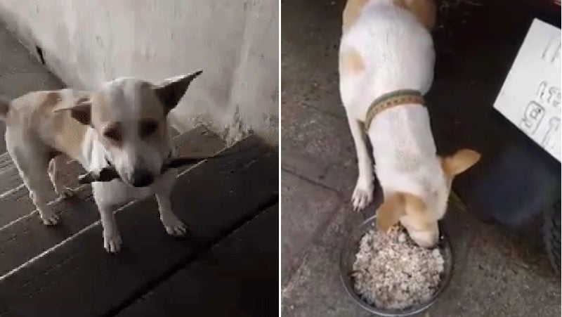 Adorable Dog From Thailand Cleverly Gives Woman Offerings In Exchange For Food - World Of Buzz 4