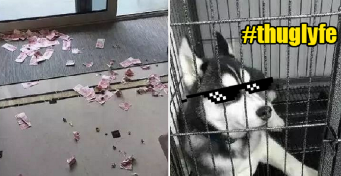 Husky Betrays Its Chinese Owner By Digging Out His Personal Savings Hidden From Wife - World Of Buzz 2