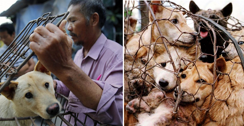 Indonesia's Dog Meat Market is Growing Steadily, Here's Why - World Of Buzz