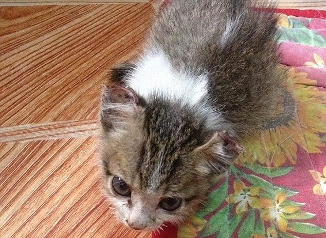 Kitten 8