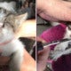Kitten Found In Excruciating Pain With Its Eyelids, Ears And Nose Sewed Using Thick Cotton Thread - World Of Buzz