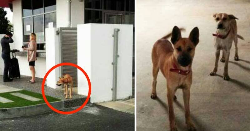 Malaysians Are Crazy Over How Air Asia Adopted Stray Dogs In Their Headquarters - World Of Buzz