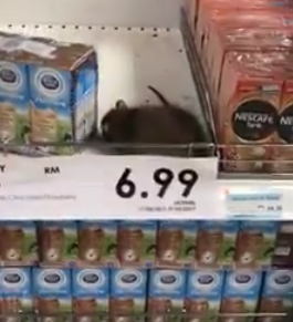 Massive Rat Spotted Just 'Lounging' on Top Shelf in 1 Utama's Aeon - World Of Buzz 1