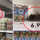 Massive Rat Spotted Just 'Lounging' On Top Shelf In 1 Utama'S Aeon - World Of Buzz 4