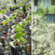 Singaporean Cemeteries Dig Up Bodies From Graves After 15 Years, Here'S Why - World Of Buzz 1