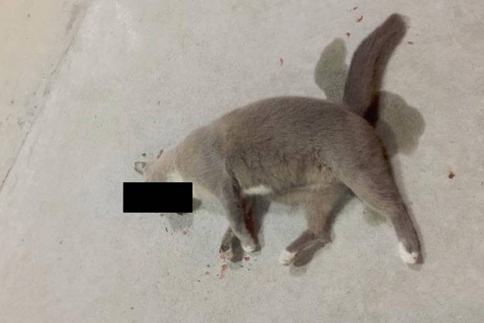 Singaporean Man Sentenced To Jail For Throwing Cat Off Apartment Building - World Of Buzz 1