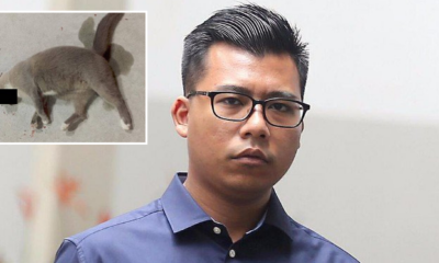 Singaporean Man Sentenced To Jail For Throwing Cat Off Apartment Building - World Of Buzz 3