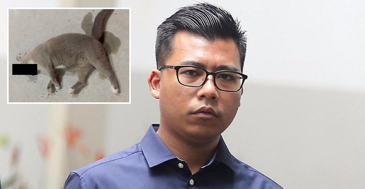 Singaporean Man Sentenced To Jail For Throwing Cat Off Apartment Building - World Of Buzz 3