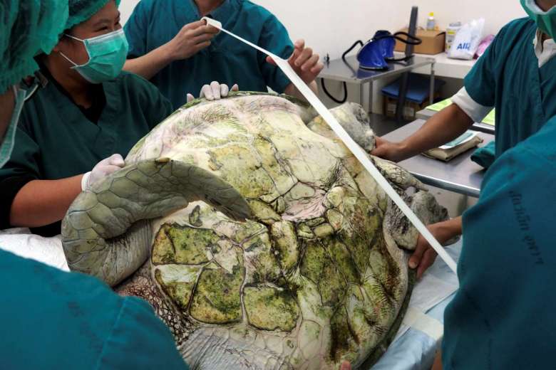 Surgeons Remove 951 Coins From Turtle's Stomach, After Years Of Swallowing Coins Thrown In Pool - World Of Buzz 1