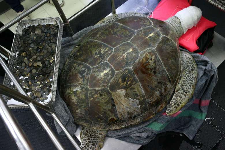 Surgeons Remove 951 Coins From Turtle's Stomach, After Years Of Swallowing Coins Thrown In Pool - World Of Buzz 2
