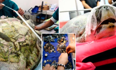 Surgeons Remove 951 Coins From Turtle'S Stomach, After Years Of Swallowing Coins Thrown In Pool - World Of Buzz