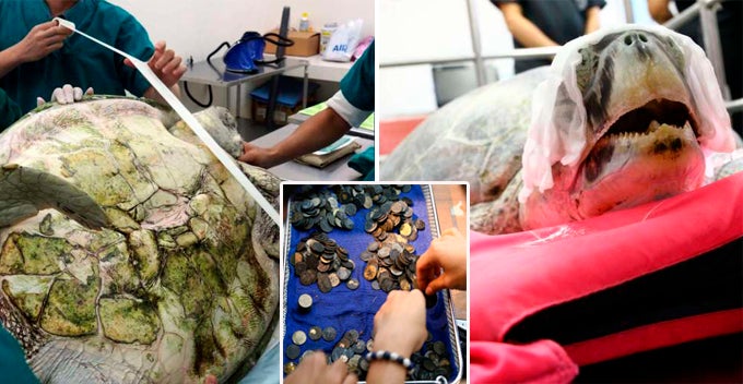 Surgeons Remove 951 Coins From Turtle's Stomach, After Years Of Swallowing Coins Thrown In Pool - World Of Buzz