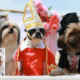 These Adorable Doggies Just Got Married In The Philippines - World Of Buzz 1