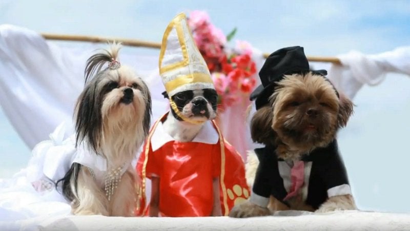 These Adorable Puppies Just Got Married In The Philippines - World Of Buzz 2