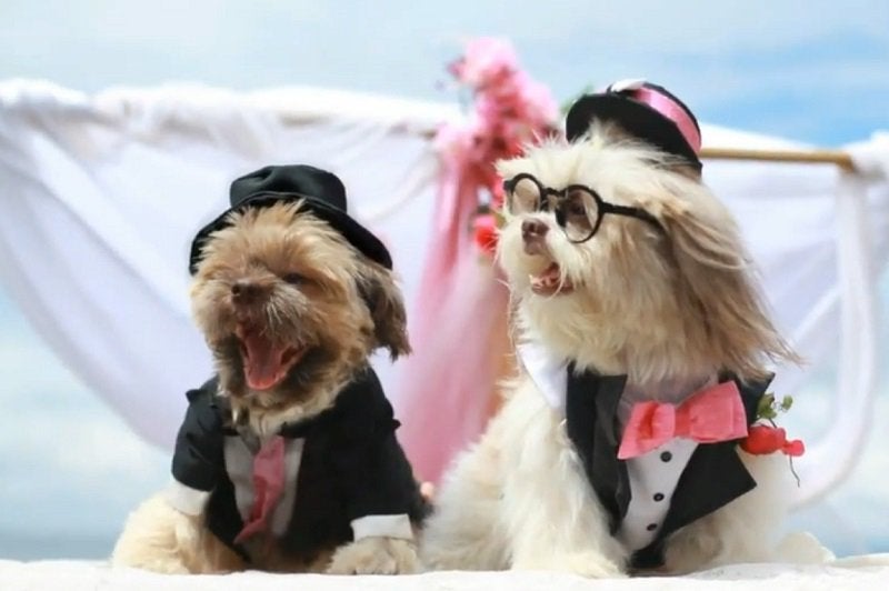 These Adorable Puppies Just Got Married In The Philippines - World Of Buzz 3