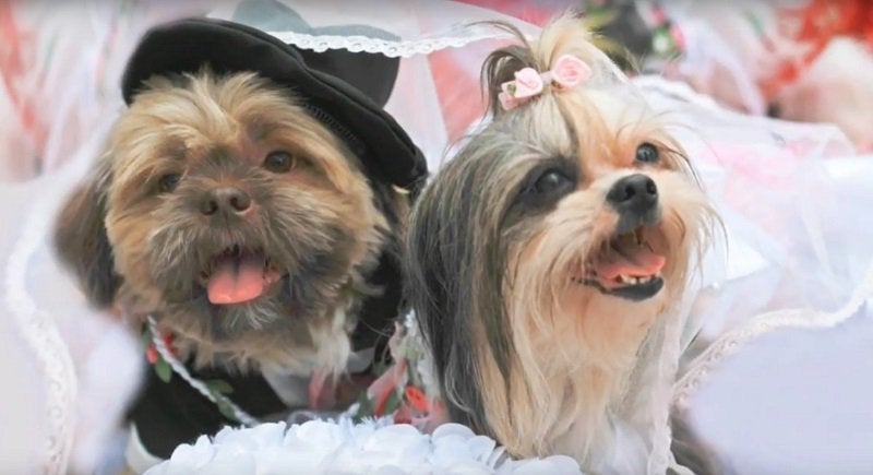 These Adorable Puppies Just Got Married In The Philippines - World Of Buzz 4