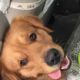 This Adorable Dog Knows To Look For Policeman After Losing Its Way Home - World Of Buzz 2