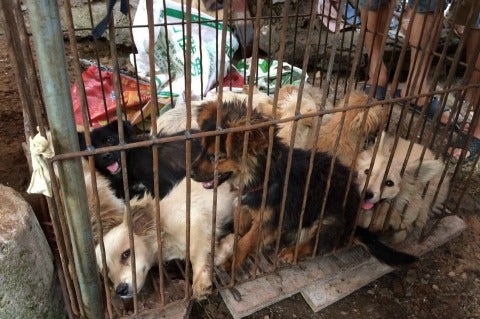 Yulin Dog Meat Market