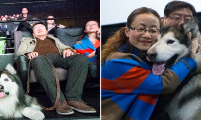 Chinese Owners Fulfill Dog'S Wish To Visit The Cinema Before Going Blind - World Of Buzz