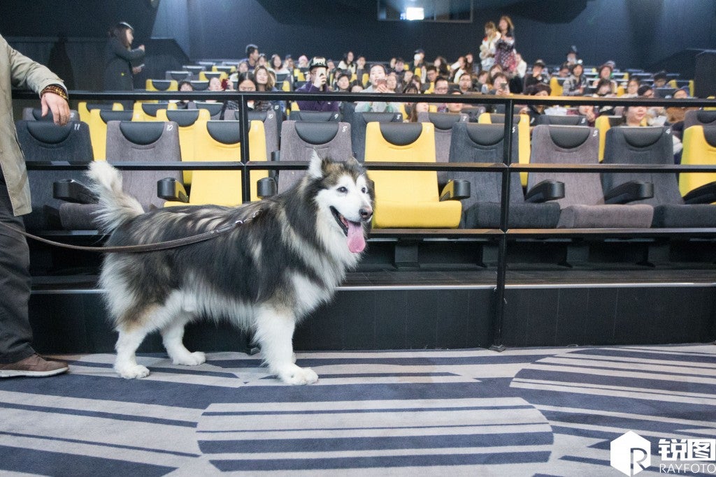 Chinese Owners Fulfilled Dog's Desire to Watch Movies in Cinemas Before He Goes Blind - World Of Buzz