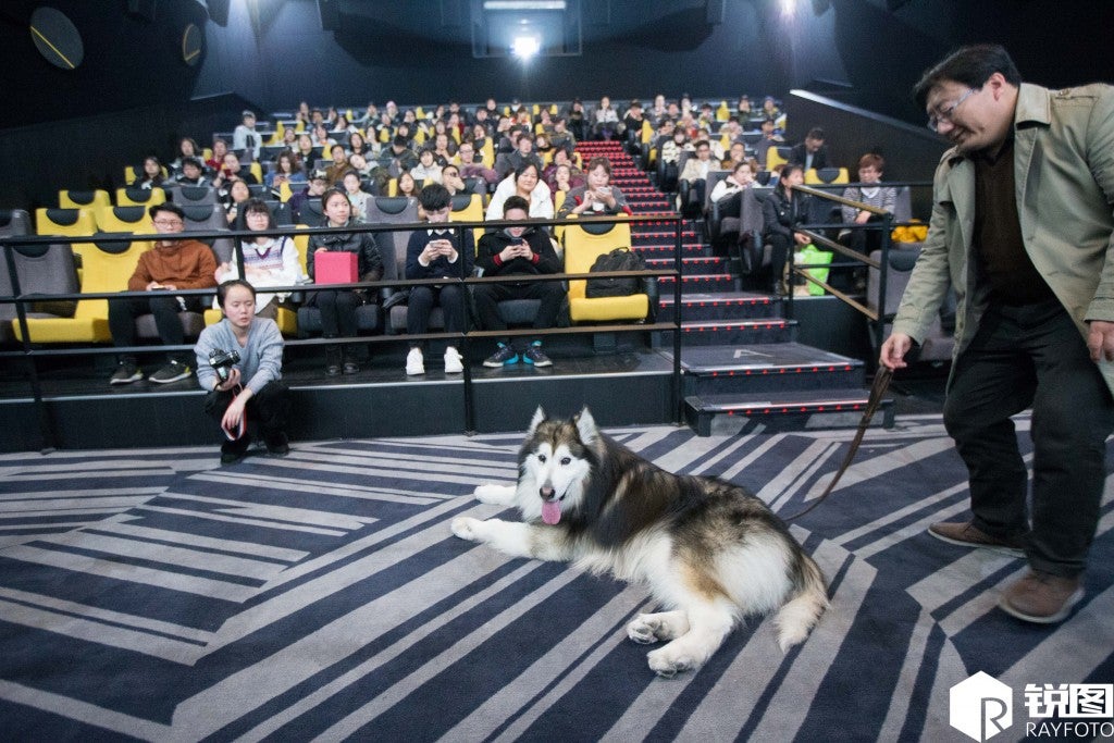 Chinese Owners Fulfilled Dog's Desire to Watch Movies in Cinemas Before He Goes Blind - World Of Buzz 1
