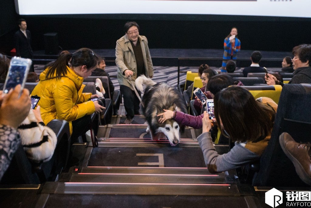 Chinese Owners Fulfilled Dog's Desire to Watch Movies in Cinemas Before He Goes Blind - World Of Buzz 3
